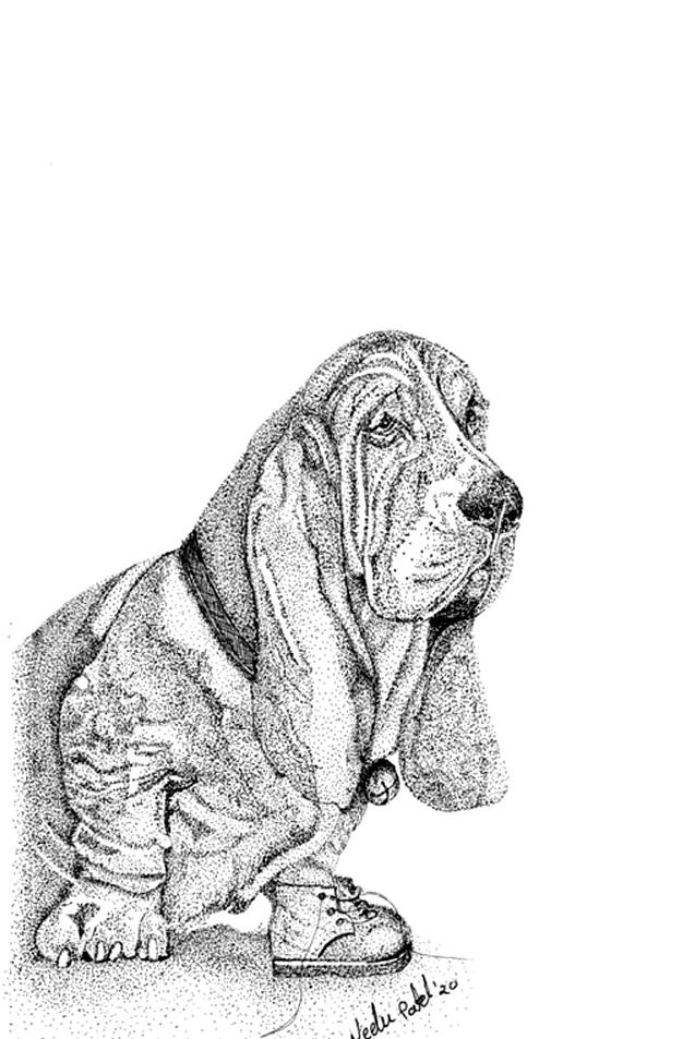 Basset Pup
