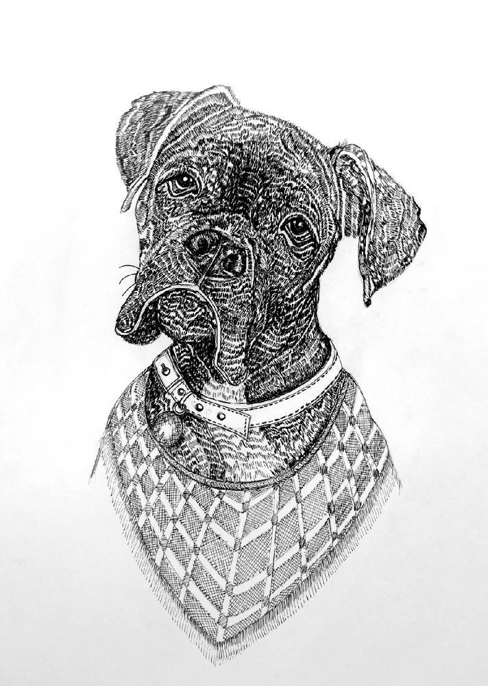 Boxer in a Bandana