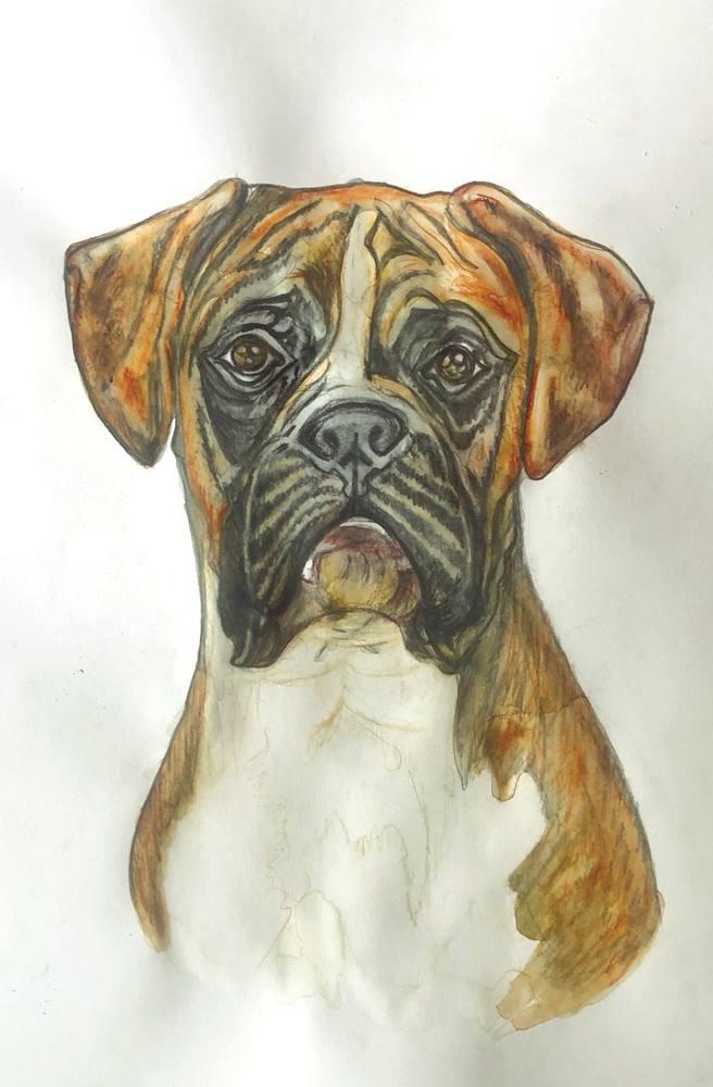 Boxer in Colour