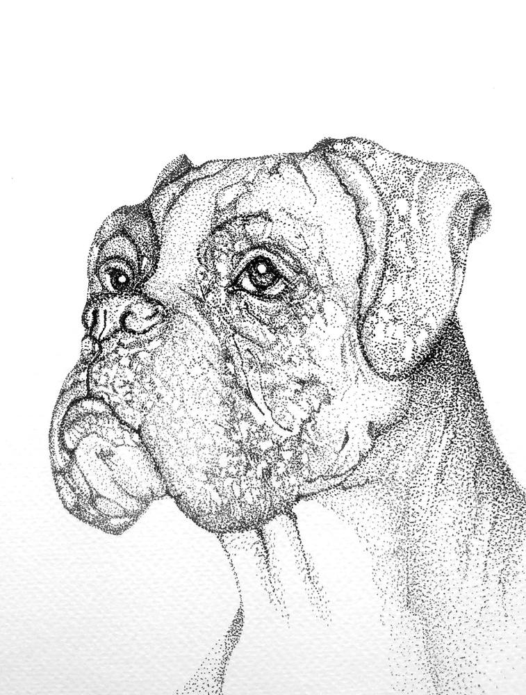 Boxer Study