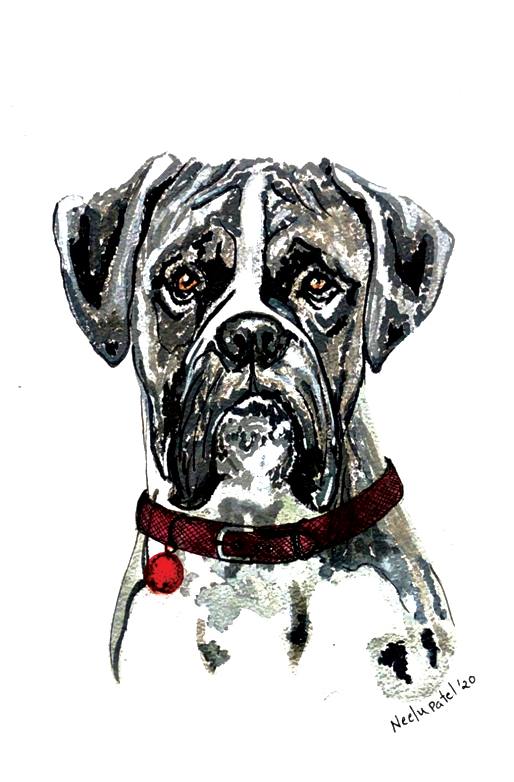 Boxer with Red Collar