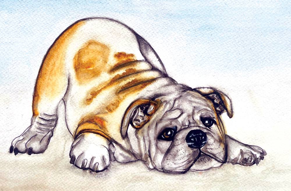 Bulldog Pup
