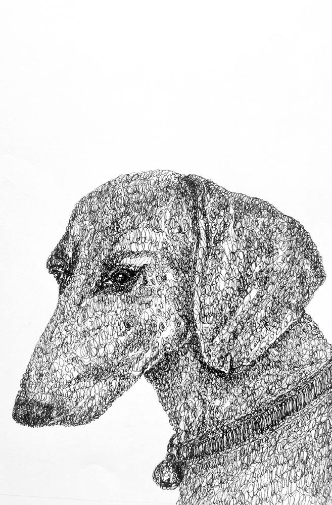 Dachshund Portrait