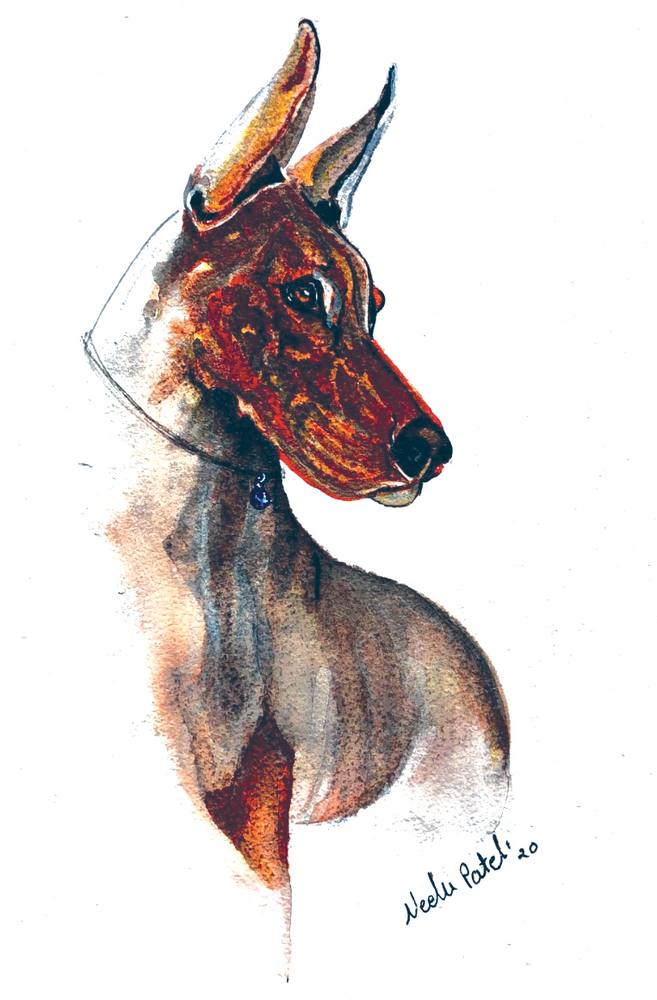 Dobermann