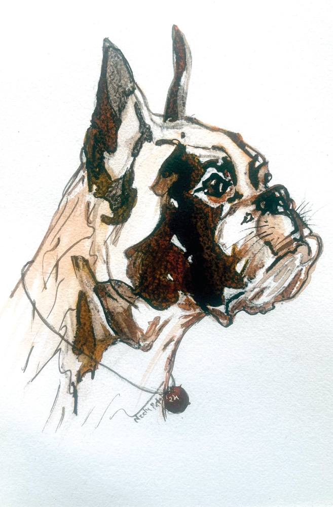 Great Dane in Colour