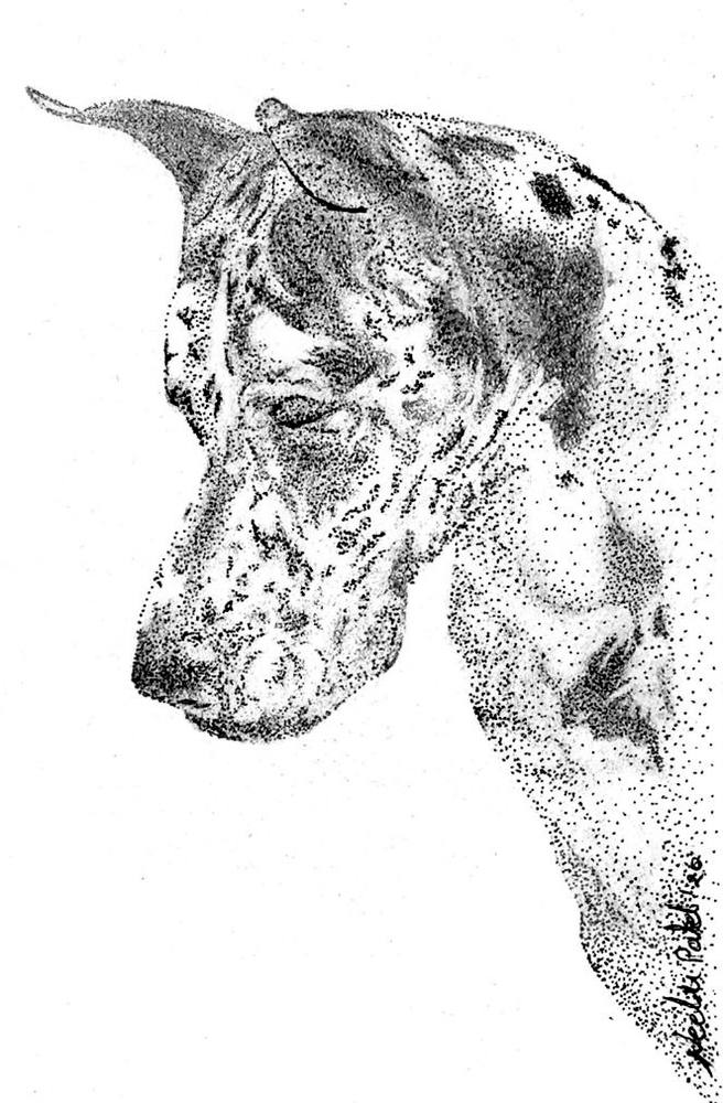 Harlequin Great Dane