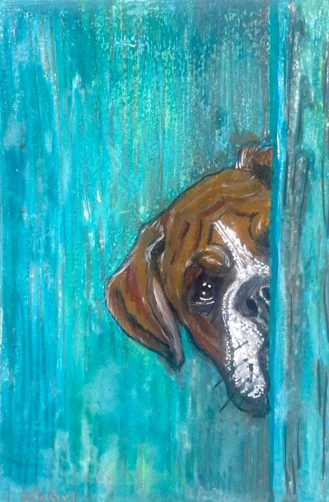 Peeking Boxer
