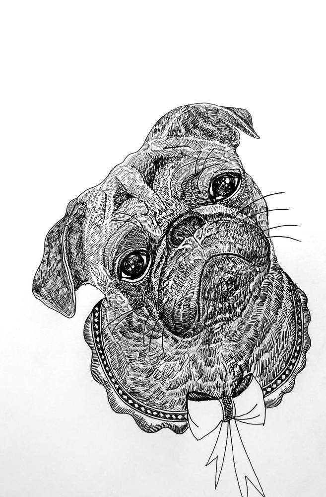 Pug with a Bow