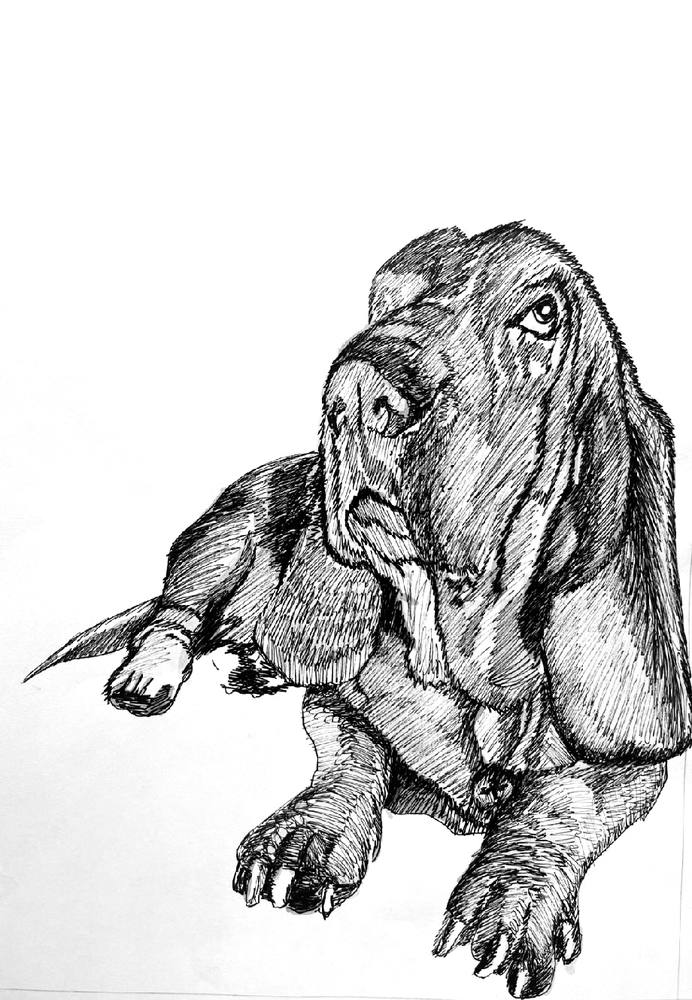 Resting Bloodhound
